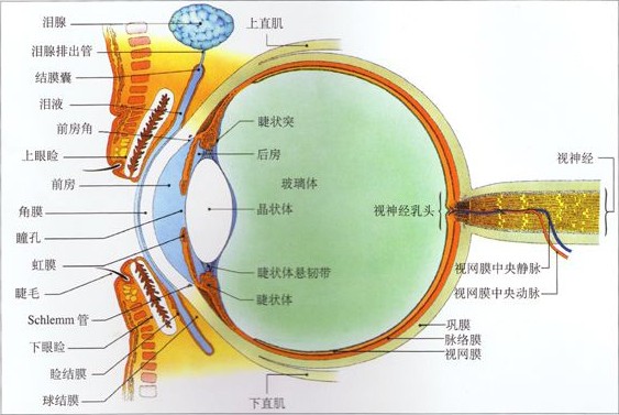 眼球各部分的名称(图）