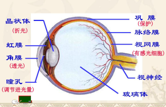 医学ppv是什么?