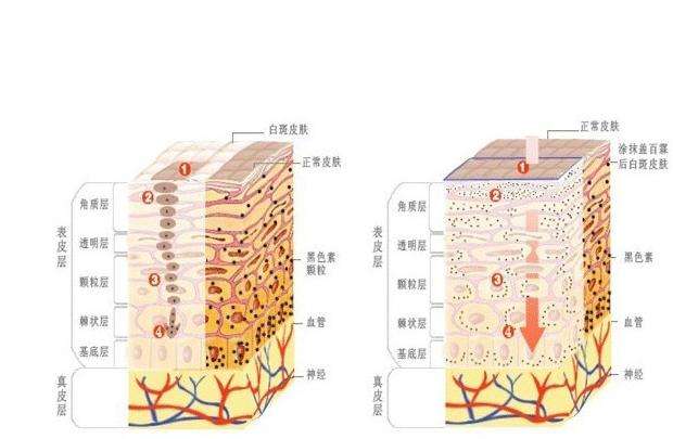 角质层的作用