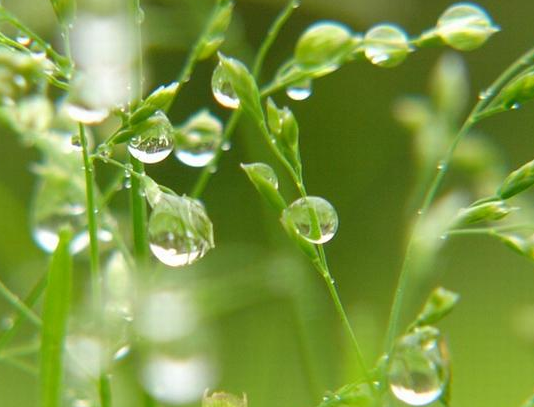 春雨像什么一样轻轻的落在地上怎么填空