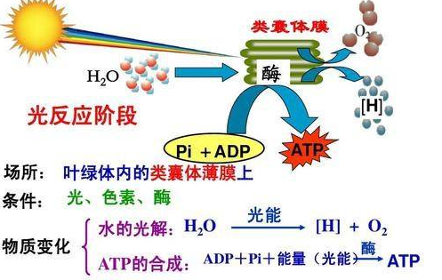 什么叫做光合作用