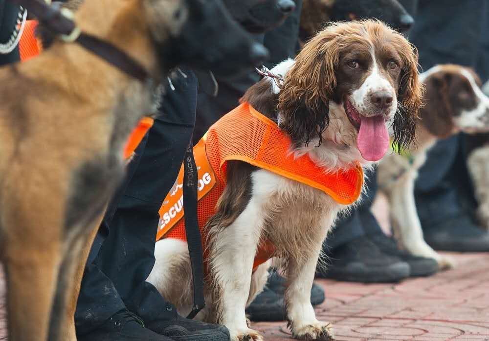 泉州酒店搜救犬贝贝四肢感染，为何搜救犬不采取安全措施？