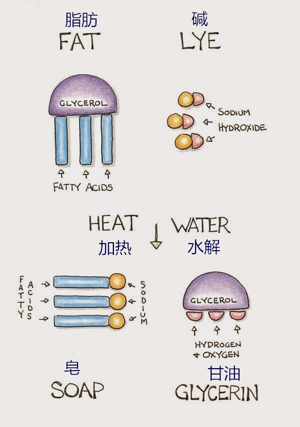 什么是脂肪酸？