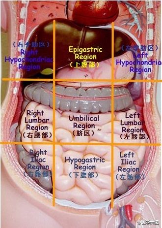 腹部在哪里