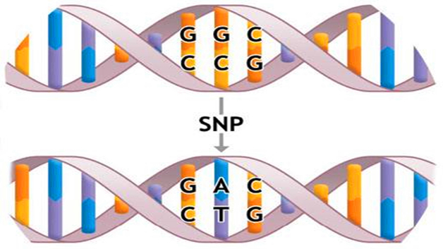 snp指的是什么意思