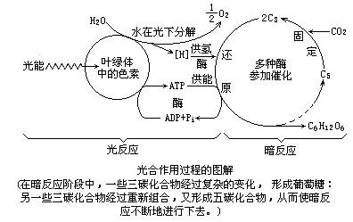 什么叫做光合作用