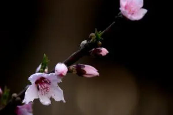 凌晨三点钟看到海棠花未眠下一句