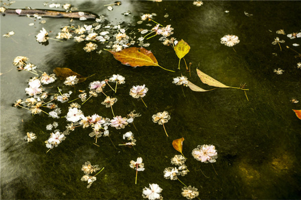 落花有意随流水、流水无情恋落花。这整首诗是？