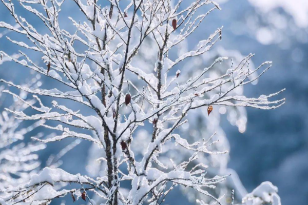 雪的密度是多少？