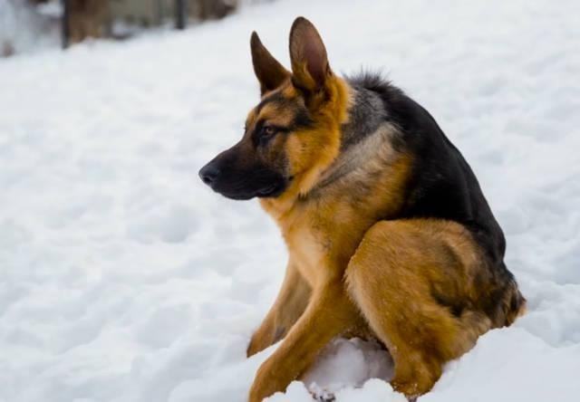 最近抖音上很火的卡西莫多犬到底是什么情况?