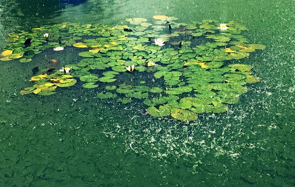 黄梅时节家家雨，全诗