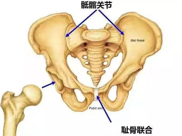 何为“耻骨联合分离”？