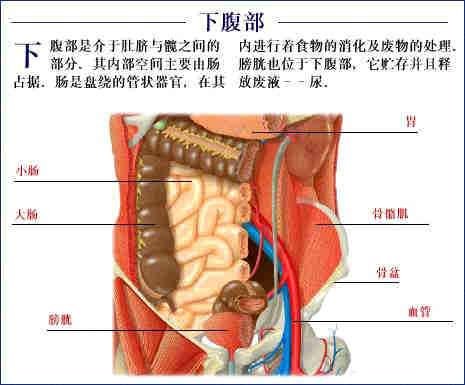 腹部右侧总是隐隐作痛，这是什么原因导致的？