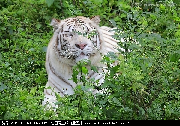 纯白虎的介绍