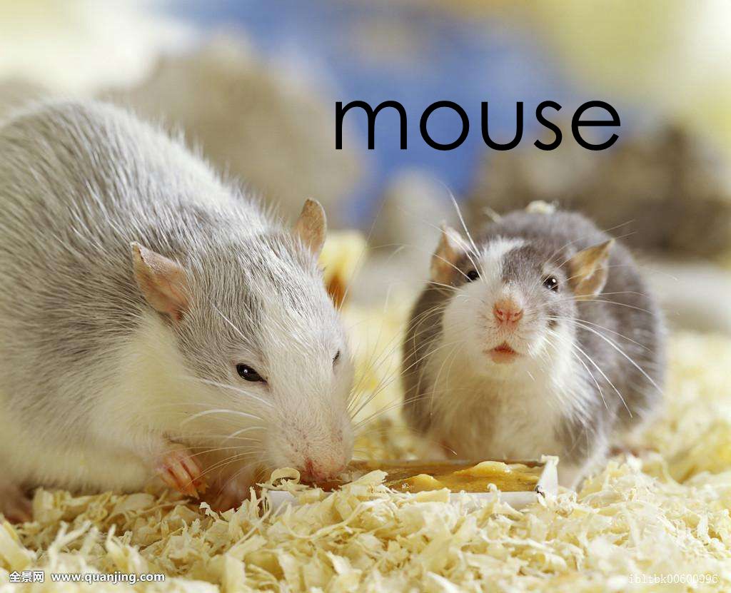 “mouse”的复数是什么？