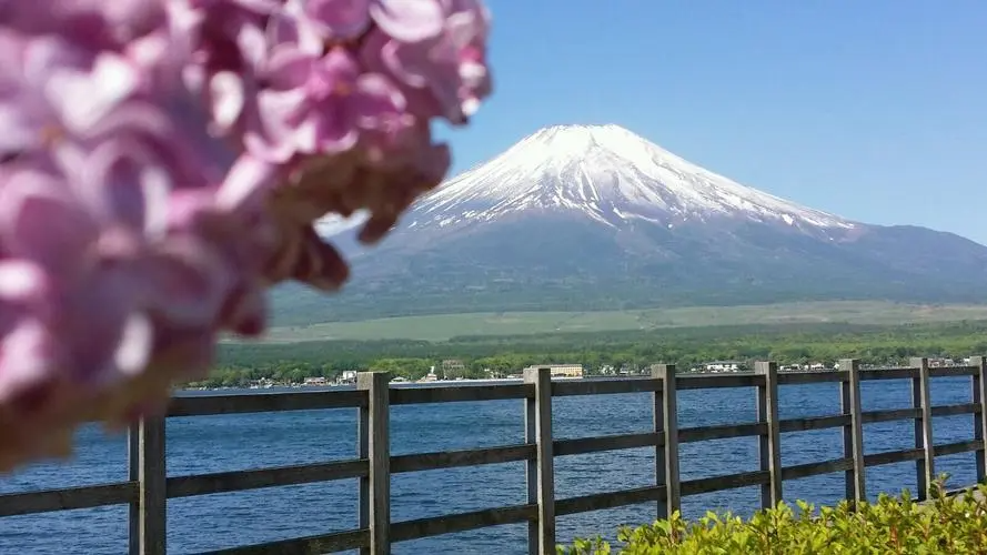 《爱情转移》和《富士山下》区别是什么？