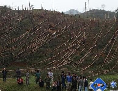 五华山事件的事件概况