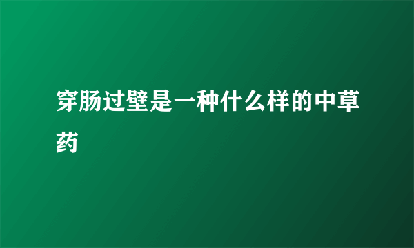 穿肠过壁是一种什么样的中草药