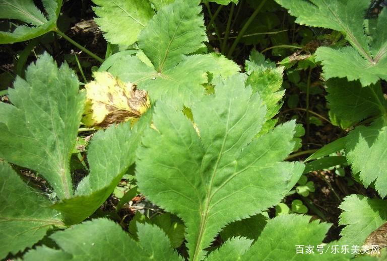 《本草》植物志之鸭脚板草：冠名权在哪里呢？