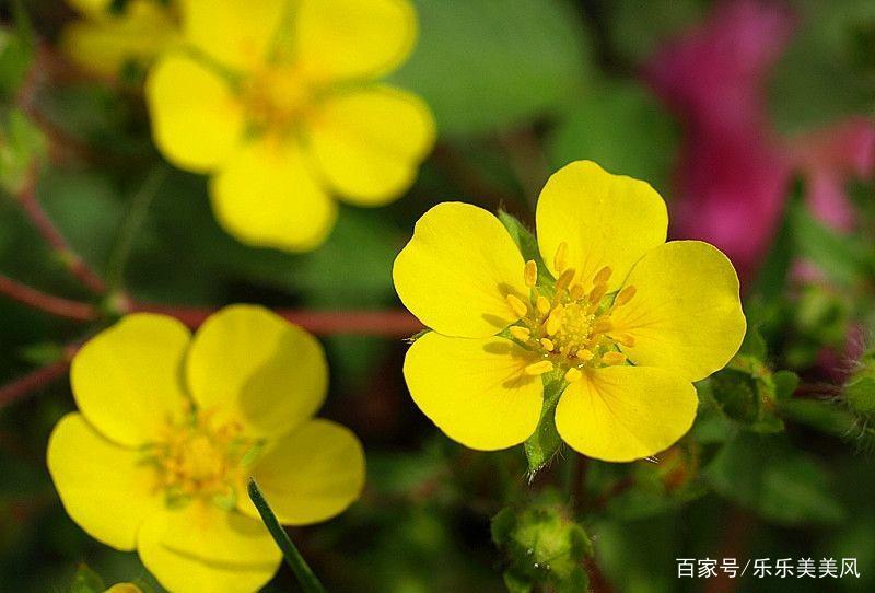 《本草》植物志之鸭脚板草：冠名权在哪里呢？