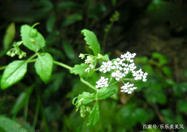 《本草》植物志之鸭脚板草：冠名权在哪里呢？