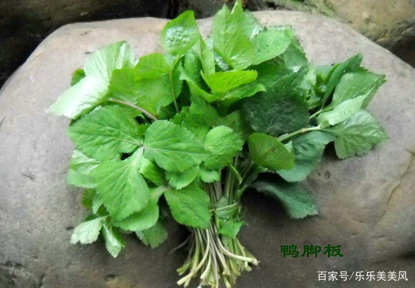 《本草》植物志之鸭脚板草：冠名权在哪里呢？