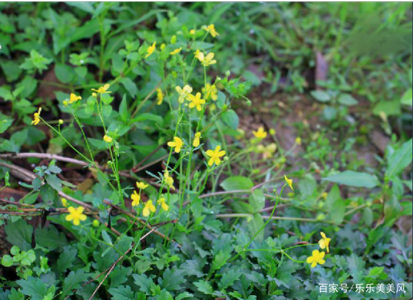 《本草》植物志之鸭脚板草：冠名权在哪里呢？