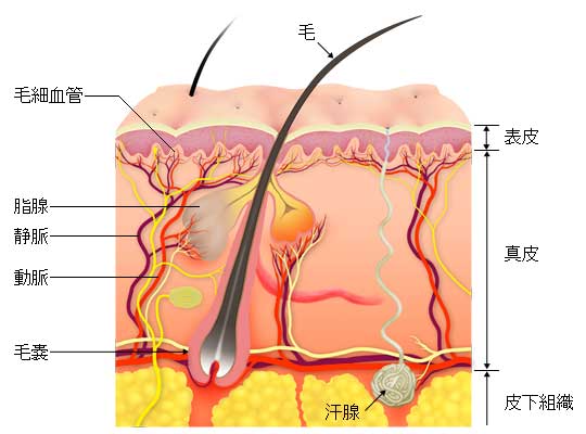 吸脂蚊子真能减肥吗