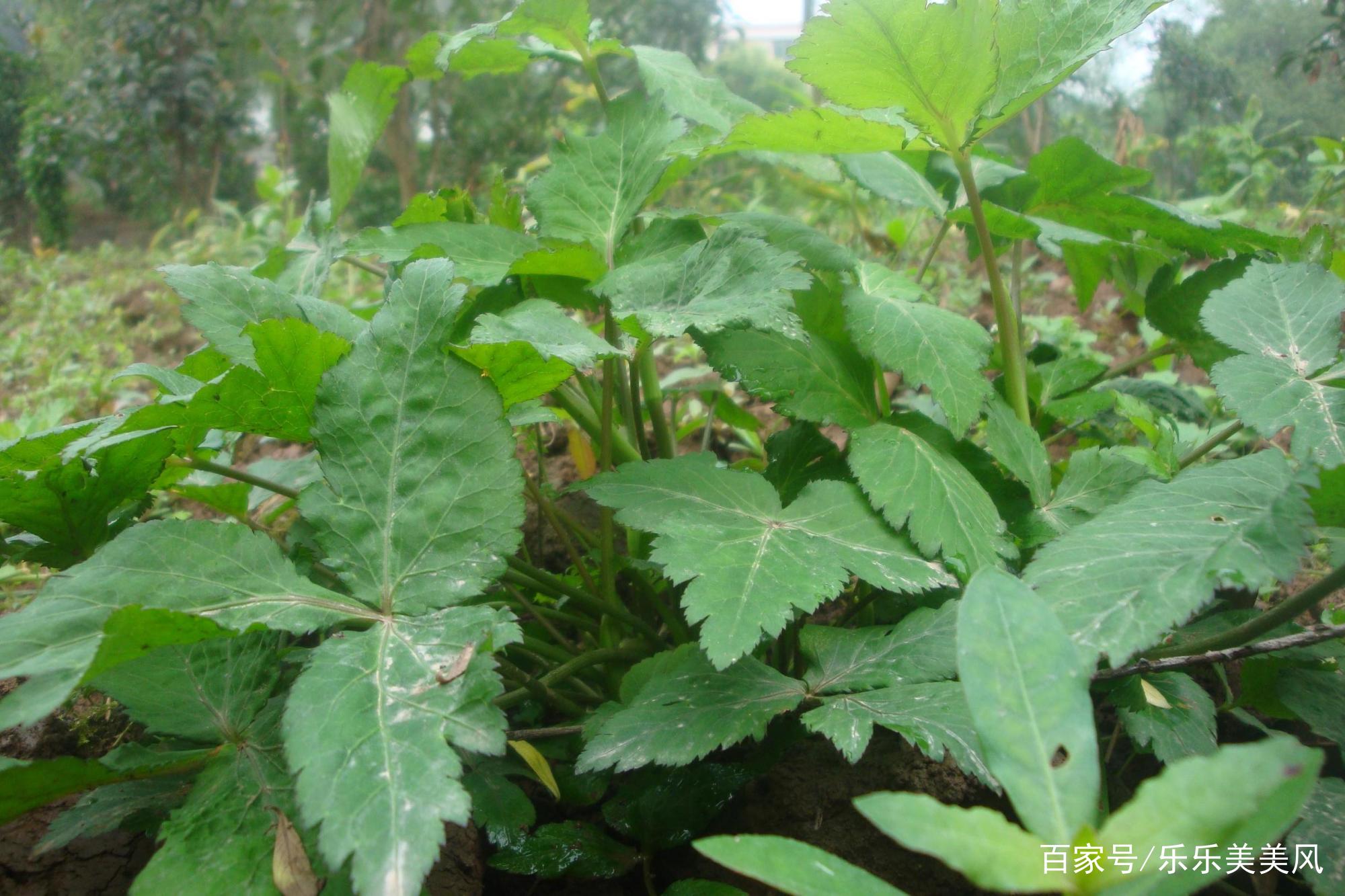 《本草》植物志之鸭脚板草：冠名权在哪里呢？