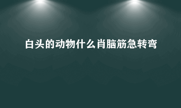 白头的动物什么肖脑筋急转弯