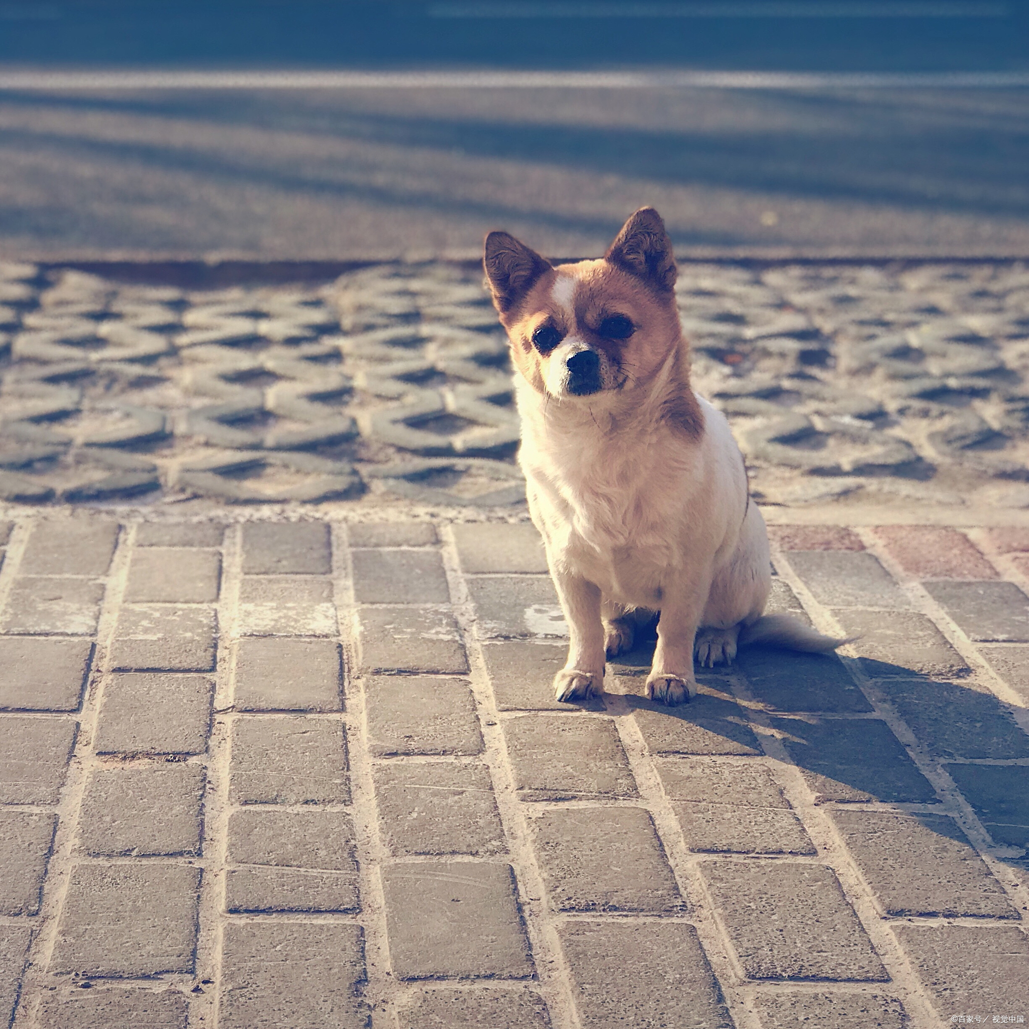 恶犬咬死小孩的话，犬主人都需要负什么法律责任？