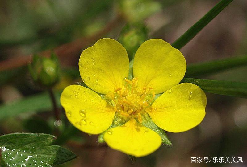 《本草》植物志之鸭脚板草：冠名权在哪里呢？