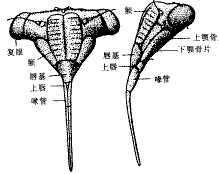 吸脂蚊子真能减肥吗