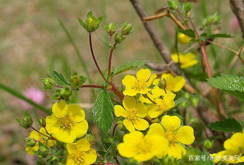 《本草》植物志之鸭脚板草：冠名权在哪里呢？