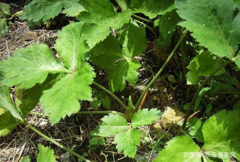 《本草》植物志之鸭脚板草：冠名权在哪里呢？