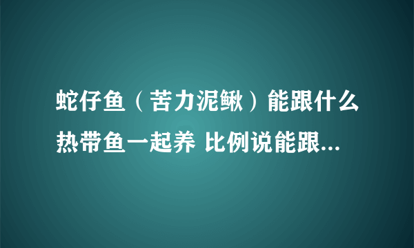 蛇仔鱼（苦力泥鳅）能跟什么热带鱼一起养 比例说能跟米奇一起养吗？能跟观赏虾一起养吗？