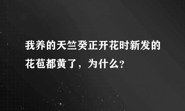 我养的天竺癸正开花时新发的花苞都黄了，为什么？