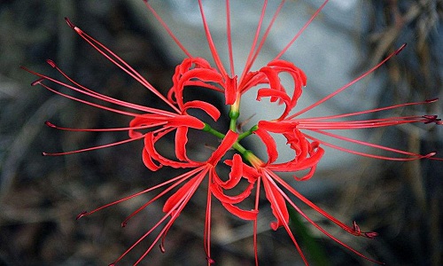 急求各种花的花语（越全越好）