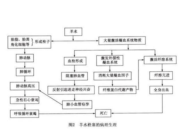 羊水栓塞的成因是什么？