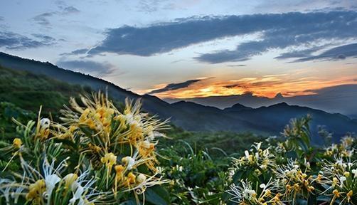 野生金银花苗长什么样