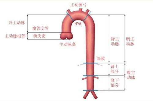 什么是动静脉