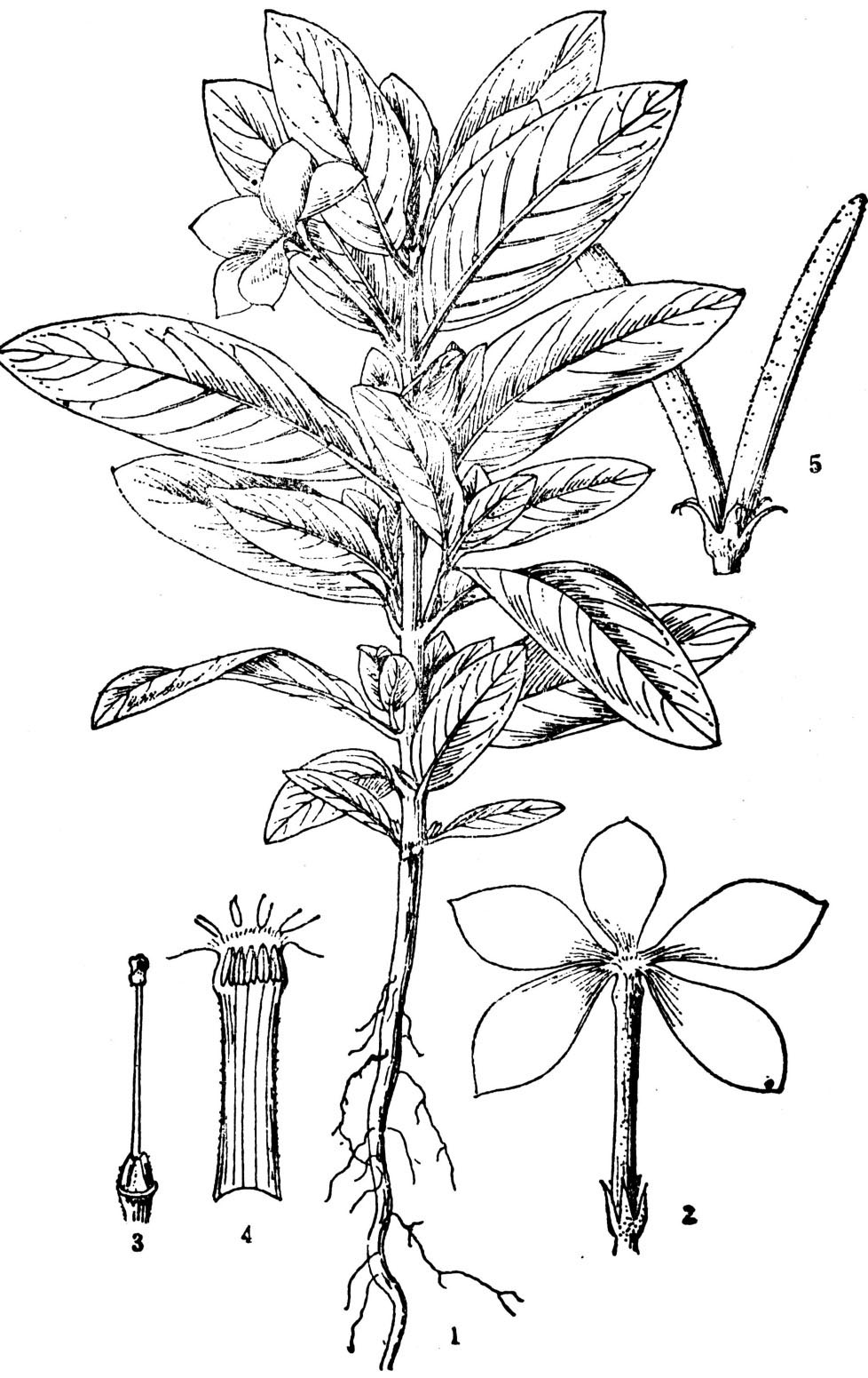 长春花有哪些特征？