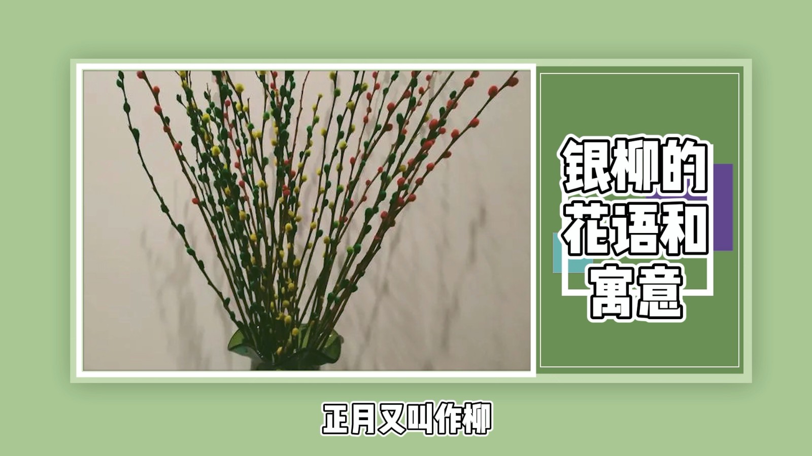 银柳的花语和寓意？