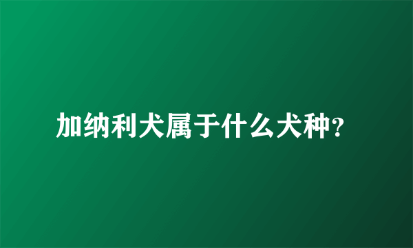 加纳利犬属于什么犬种？