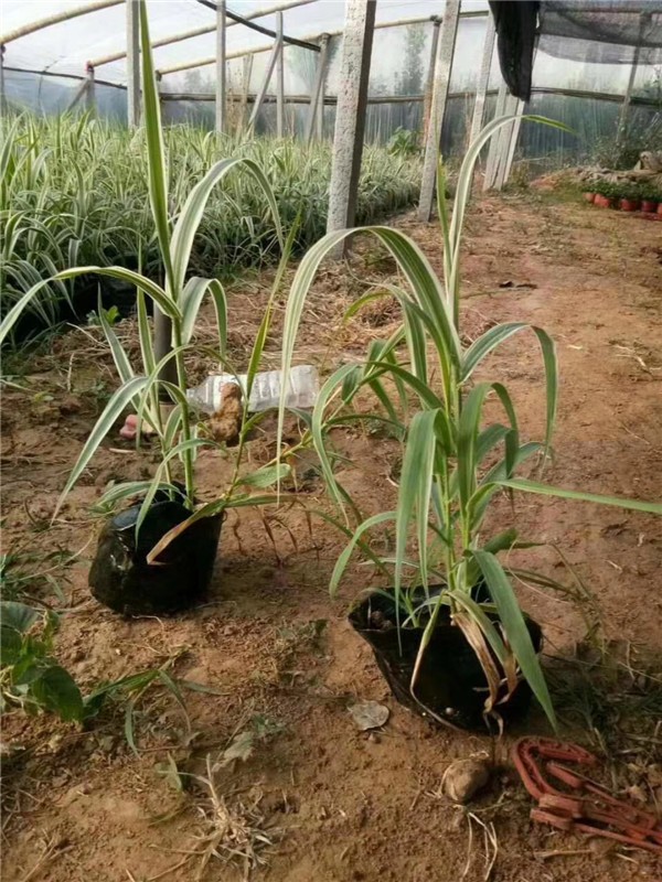 花叶芦竹的生长习性