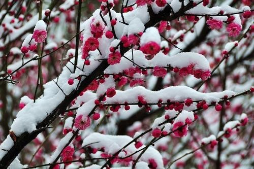 宋朝卢钺的诗雪梅的意思