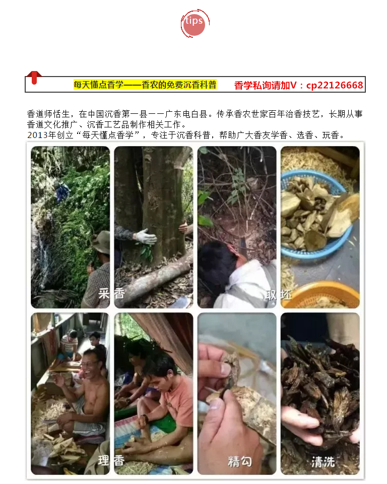 奇楠沉香特点是什么 图片 详解