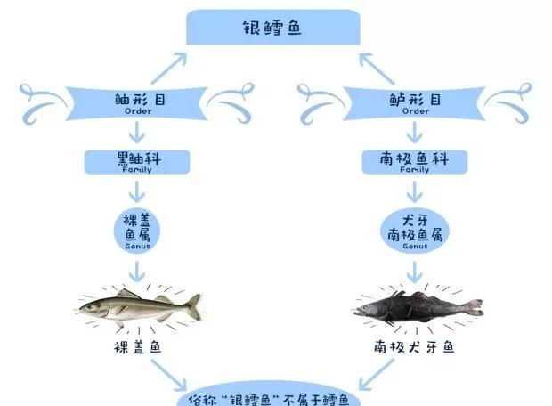 鳕鱼是什么鱼？