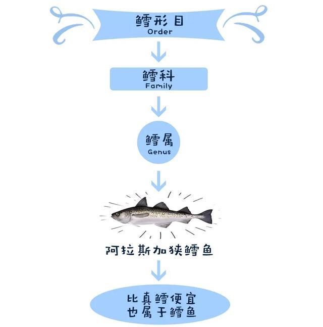 鳕鱼是什么鱼？