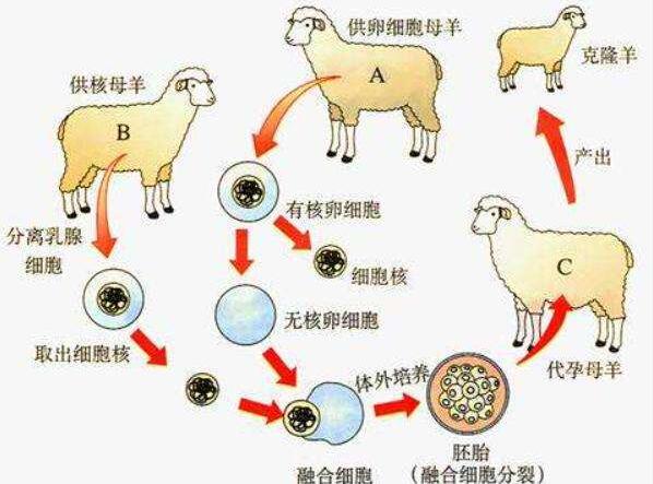 克隆技术是有性生殖还是无性生殖